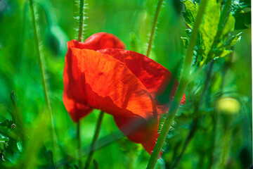 Beautiful floral red and violet Poppy field, Papaver Rhoeas flower in green field. 