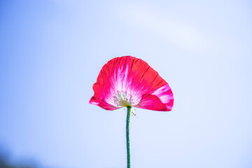Fototapeta premium Beautiful floral red and violet Poppy field, Papaver Rhoeas flower in green field. 
