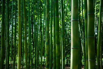 Beautiful bamboo tree in the bamboo forest. 