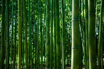 Foto op Canvas Beautiful bamboo tree in the bamboo forest.  © Chongbum Thomas Park