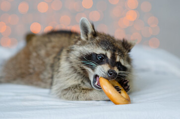 Funny cute raccoon gnaws a huge bagel. Raccoon food concept