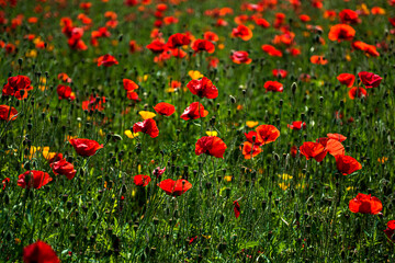Beautiful floral red and violet Poppy field, Papaver Rhoeas flower in green field. 