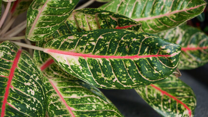 red and green leaves