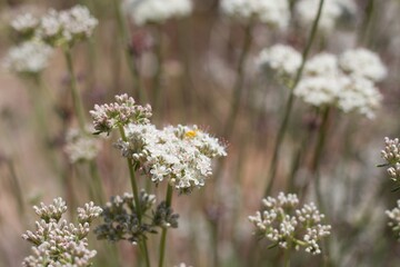 Small pink Cluster flowers displayed from East Mojave Buckwheat, Eriogonum Fasciculatum,...