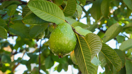 Guava on the tree