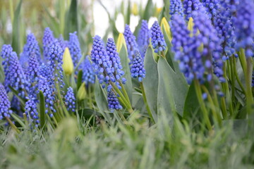 Fototapeta premium Tulip