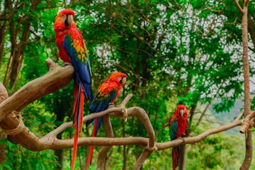 flying parrots of south america full colors in zoological parks of venezuela 