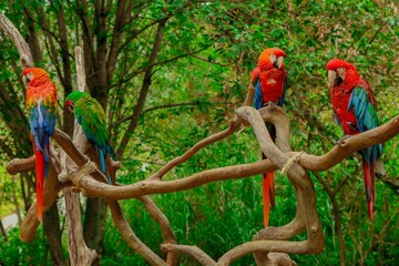 flying parrots of south america full colors in zoological parks of venezuela 