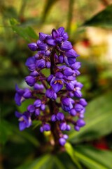 exotic full color park plant in purple south america