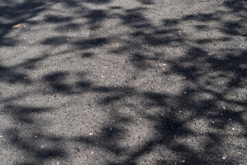 アスファルトと反射した木の影