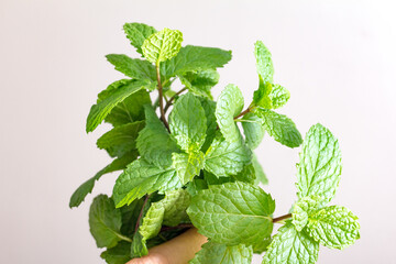 Fresh and green mint leaves are used as ingredients