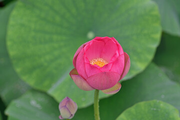 金性寺の蓮（知里の曙）