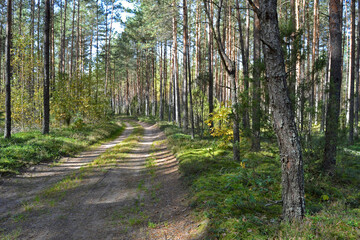 Sunny green coniferous forest in early autumn with a country road stretching into the distance.