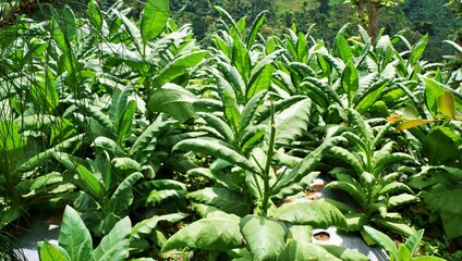 tobacco field in Temanggung district, Central Java, Indonesia in the morning