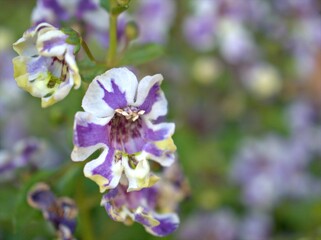 Closeup white purple petals of Narrowleaf angelon ,willowleaf angelon flower plants in garden with blurred background ,macro image , soft focus ,sweet color for card design
