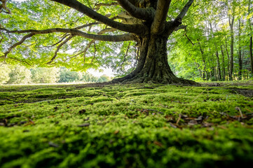 Mossy green earth under a giant tree.