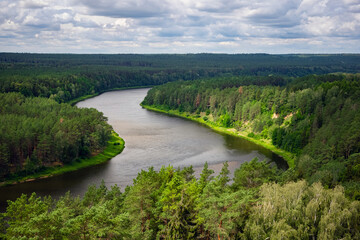 Fototapeta premium Aerial view of beautiful river Nemunas surrounded by pine forest in Lithuania. Birdseye view of nature scene on a sunny day.
