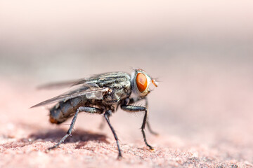 A fly looking for food on the ground
