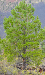 Ponderosa Pine Trees with Tephra Volcanic ash on the mountain slopes in the background. Flagstaff, Arizona