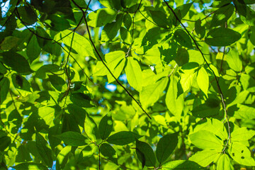 Fototapeta na wymiar green leaves in the forest