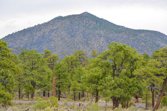 Sunset Crater Volcano is a Cinder Cone. It has Ponderosa Pine trees on its slopes. Coconino County, Arizona