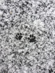 Snowy cat paw prints