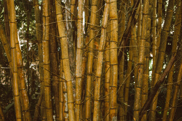 bamboo forest background