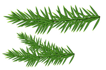 branch of pine
