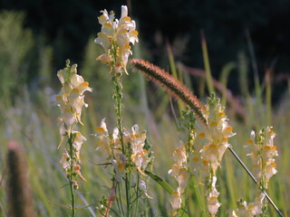 Flowers in the field, at sunset. A sunset in a field is like a sunset in flowers. Wildflowers - Beautiful. Field daisies are favorite flowers.
