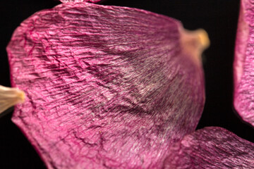 Dehydrated pink platycodon grandiflorum petals