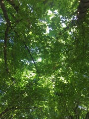 Maple Tree Canopy