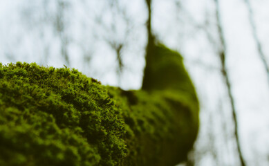 green moss on tree