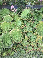 Obraz premium Succulents