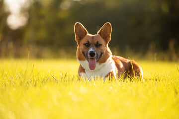 Red and White Welsh Corgi on green grass in a Sunny field at sunset