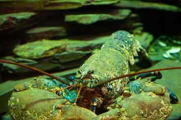Close up look at the very old resident lobster 'Captain Barnacles' a mascot of the National Lobster Hatchery in Cornwall. This is a very rare blue lobster owing to its unique color to a genetic defect