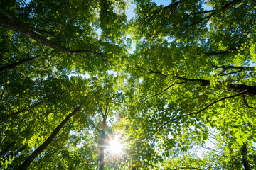 Green forest canopy overhead.