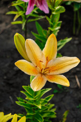 Elegant yellow lily with dewdrops on a sunny morning in a Ukrainian garden. Hobby concept. Home growing concept. Vertical image.