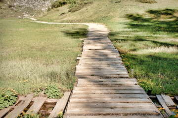 wooden bridge in the forest