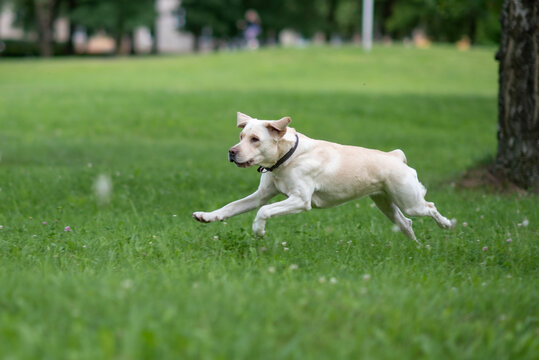 Young Labrador is playing in the park. Close-up photographed.