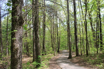 path in the forest