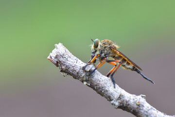 close up of robberfly