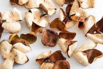 Fototapeta premium mushrooms on white background