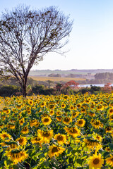 Sunflower field - View of a sunflower plantation - Flowered sunflowers
