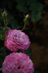 Light Purple Flower of Rose 'Lilac Beauty' in Full Bloom
