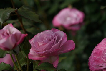 Light Purple Flower of Rose 'Lilac Beauty' in Full Bloom
