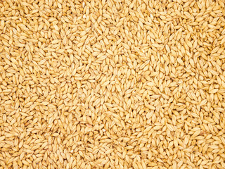 ビールの原材料のモルト