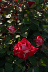 Red and White Flower of Rose 'Love' in Full Bloom
