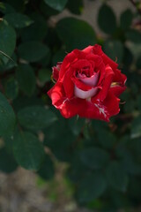 Red and White Flower of Rose 'Love' in Full Bloom
