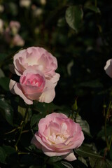 Light Pink Flower of Rose 'Love You' in Full Bloom
