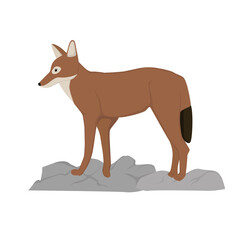 Ethiopan Wolf  Illustration